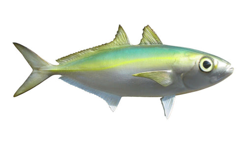 10-INCH GOGGLE EYE BAITFISH MOUNT (R)