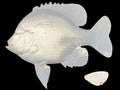 12-INCH BLUEGILL BLANK (L), STANDARD