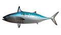12-INCH BONITO BAITFISH MOUNT (L)