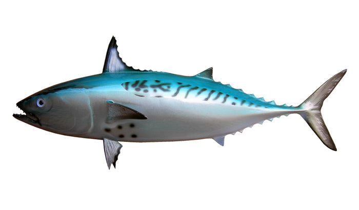 12-INCH BONITO BAITFISH MOUNT (L)