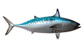12-INCH BONITO BAITFISH MOUNT (R)