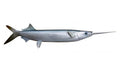 14-INCH BALLYHOO BAITFISH MOUNT (R)
