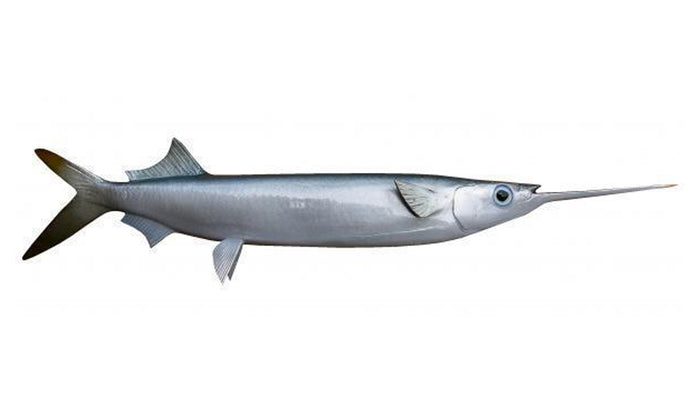 14-INCH BALLYHOO BAITFISH MOUNT (R)