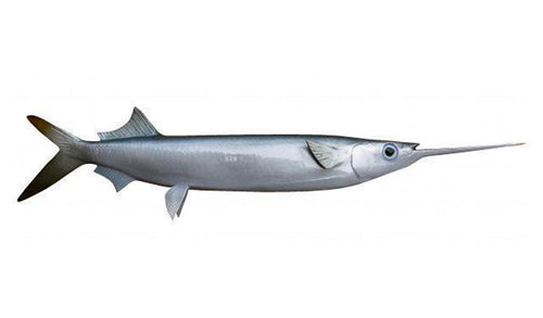 14-INCH BALLYHOO BAITFISH MOUNT (R)