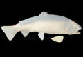 16-INCH RAINBOW TROUT BLANK, STANDARD