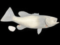 16-INCH SMALLMOUTH BASS BLANK, STANDARD
