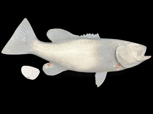 16-INCH SMALLMOUTH BASS BLANK, STANDARD