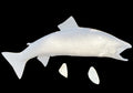 17-INCH ARCTIC CHAR BLANK, STANDARD