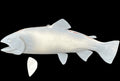 18-INCH BROOK TROUT BLANK, STANDARD