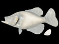 18-INCH CRAPPIE BLANK, STANDARD