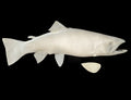 18-INCH RAINBOW TROUT BLANK, STANDARD