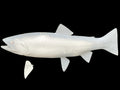 19-INCH RAINBOW TROUT BLANK, STANDARD
