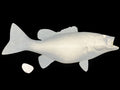 19-INCH SMALLMOUTH BASS BLANK, STANDARD