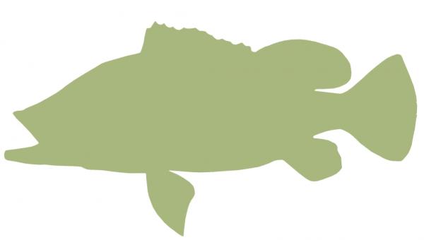 20-INCH PEACOCK BASS BLANK, ECONOMICAL