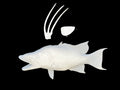 21-INCH HOG SNAPPER BLANK, STANDARD