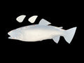 21-INCH RAINBOW TROUT BLANK, STANDARD