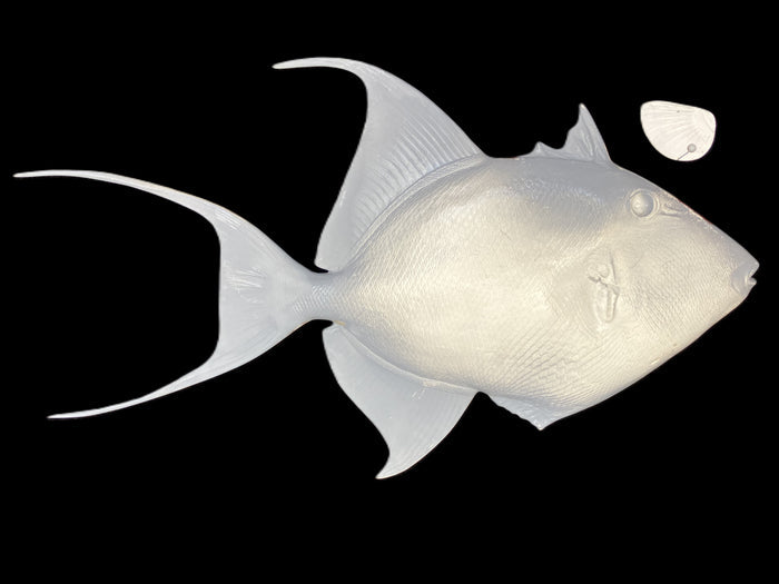 22-INCH QUEEN TRIGGERFISH BLANK, STANDARD