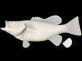 22-INCH SMALLMOUTH BASS BLANK (L), STANDARD