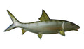 23-INCH BONEFISH, HALF-SIDED