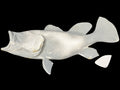 23-INCH PEACOCK BASS BLANK, STANDARD