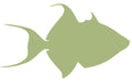23-INCH QUEEN TRIGGERFISH BLANK, ECONOMICAL