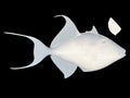23-INCH QUEEN TRIGGERFISH BLANK, STANDARD