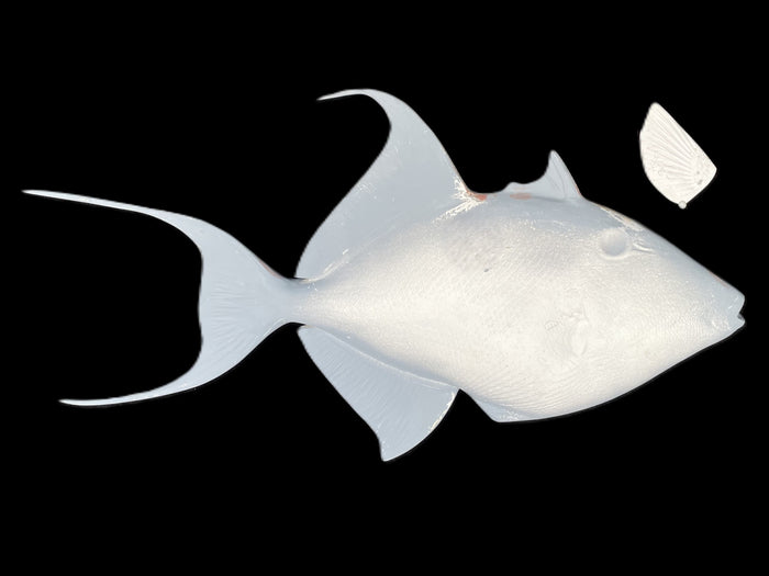 23-INCH QUEEN TRIGGERFISH BLANK, STANDARD