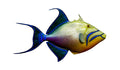 23-INCH QUEEN TRIGGERFISH, HALF-SIDED