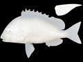 23-INCH SHEEPSHEAD BLANK, STANDARD