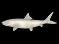24-INCH BONEFISH BLANK, STANDARD