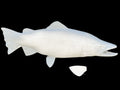 24-INCH BROWN TROUT BLANK, STANDARD