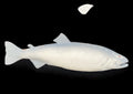 24-INCH COHO SALMON BLANK, STANDARD
