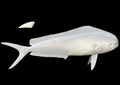 24-INCH COW DOLPHIN BLANK, STANDARD