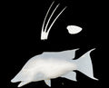 24-INCH HOG SNAPPER BLANK, STANDARD