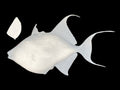 24-INCH QUEEN TRIGGERFISH BLANK, STANDARD