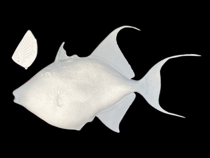 24-INCH QUEEN TRIGGERFISH BLANK, STANDARD