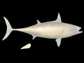25-INCH BONITO BLANK, STANDARD