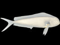 25-INCH BULL DOLPHIN BLANK, STANDARD