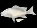 25-INCH MUTTON SNAPPER BLANK, STANDARD