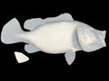 25-INCH PEACOCK BASS BLANK, STANDARD
