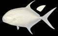 25-INCH PERMIT BLANK, STANDARD