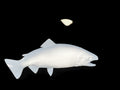 25-INCH RAINBOW TROUT BLANK, STANDARD