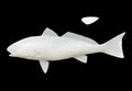 25-INCH REDFISH BLANK (L), STANDARD