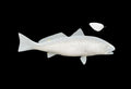 25-INCH REDFISH BLANK (R), STANDARD
