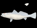 25-INCH SEATROUT BLANK, STANDARD