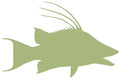 26-INCH HOG SNAPPER BLANK, ECONOMICAL