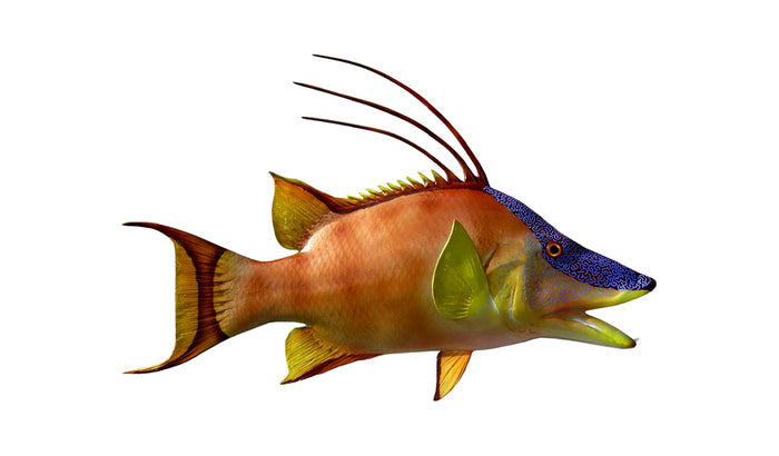 26-INCH HOG SNAPPER, HALF-SIDED