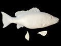 26-INCH MANGROVE SNAPPER BLANK, STANDARD