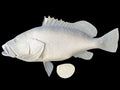26-INCH NASSAU GROUPER BLANK, STANDARD
