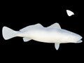 26-INCH SEATROUT BLANK, STANDARD
